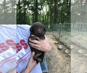 Labrador Retriever Dog for Adoption in DIXON, Kentucky USA