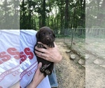 Small Labrador Retriever