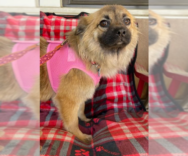 Medium Photo #3 Chihuahua-Unknown Mix Puppy For Sale in Cranston, RI, USA