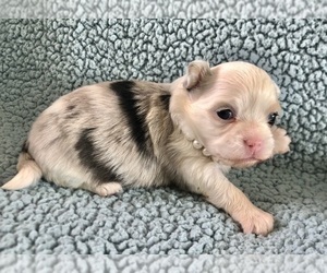 Chihuahua Puppy for sale in NEWVILLE, PA, USA