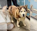 Small Siberian Husky