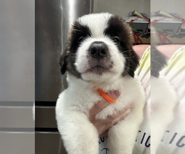 Medium Photo #3 Saint Bernard Puppy For Sale in PROSPER, TX, USA
