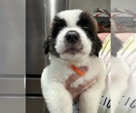 Small #2 Saint Bernard