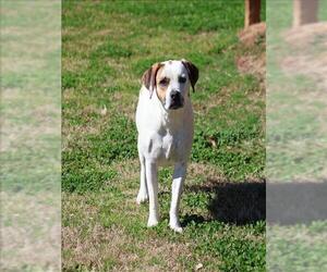 Labrador Retriever Dogs for adoption in Grovetown, GA, USA