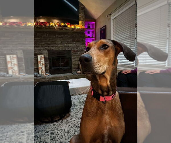 Medium Photo #1 Great Dane-Rhodesian Ridgeback Mix Puppy For Sale in Bullard, TX, USA