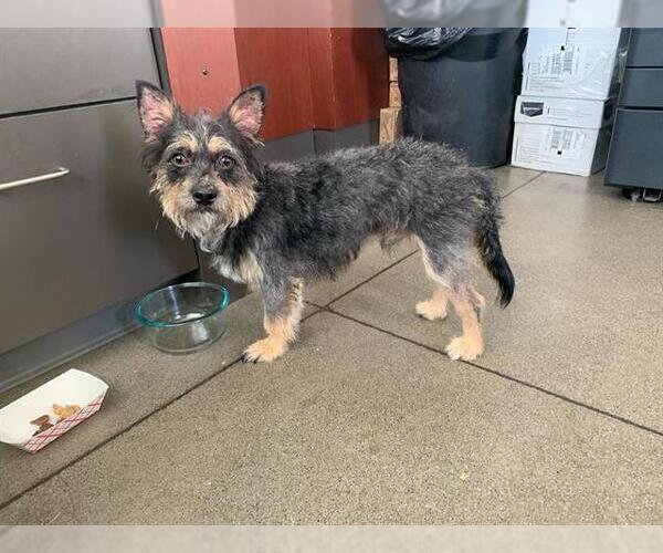 Medium Photo #1 Affen Terrier Puppy For Sale in Berkeley , CA, USA