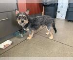 Small Affen Terrier