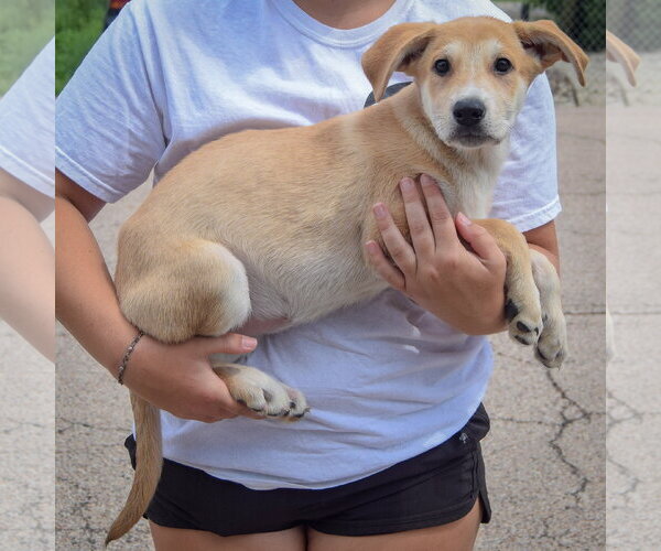 Medium Photo #3 Anatolian Shepherd-German Shepherd Dog Mix Puppy For Sale in Huntley, IL, USA