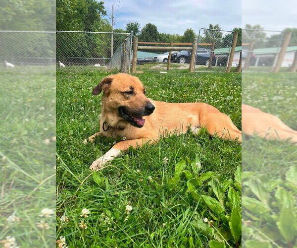 Medium Photo #3 Mutt Puppy For Sale in Osgood, IN, USA