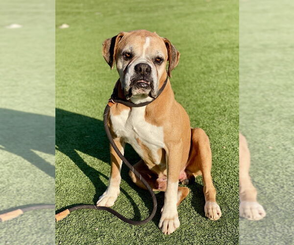 Medium Photo #2 Boxer Puppy For Sale in Austin, TX, USA