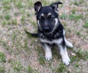 German Shepherd Dog Litter for sale in SOLON SPRINGS, WI, USA