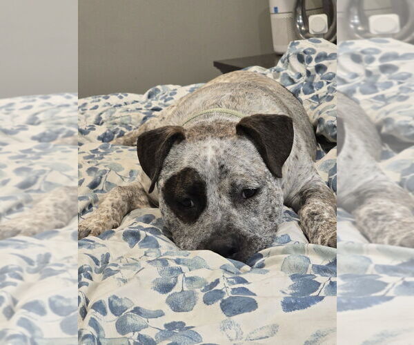 Medium Photo #3 American Pit Bull Terrier-Unknown Mix Puppy For Sale in Boston, MA, USA