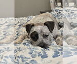 Small #2 American Pit Bull Terrier Mix