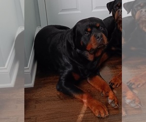 Father of the Rottweiler puppies born on 11/09/2025