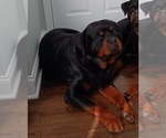 Small Photo #1 Rottweiler Puppy For Sale in HAMMOND, IN, USA