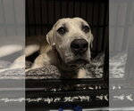 Small #11 Labrador Retriever Mix