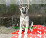 Small Photo #4 German Shepherd Dog Puppy For Sale in PIEDMONT, MO, USA