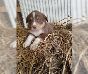 Border-Aussie Puppy for sale in MONONA, IA, USA