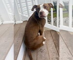 Small #2 Mutt