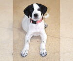 Small #1 Great Pyrenees-Pointer Mix