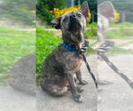 Small Photo #4 Chihuahua-Unknown Mix Puppy For Sale in Germantown, OH, USA