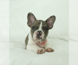French Bulldog Puppy for sale in APOLLO, PA, USA