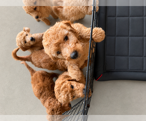 Goldendoodle Puppy for sale in BARSTOW, CA, USA