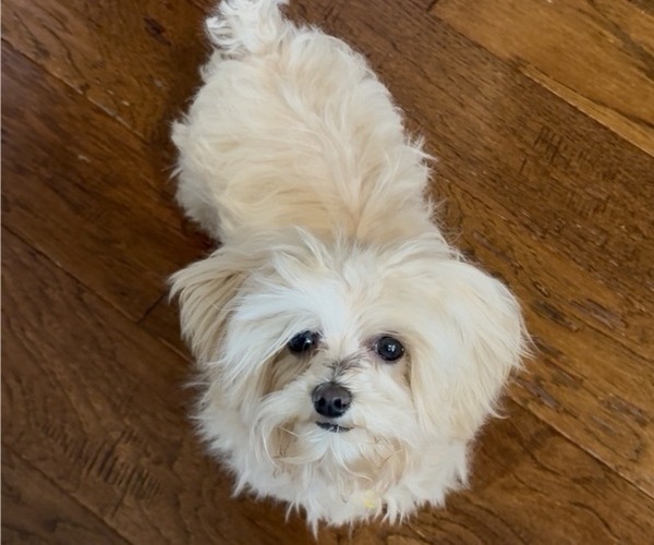 Medium Photo #1 Maltipoo (Miniature) Puppy For Sale in MARYVILLE, MO, USA