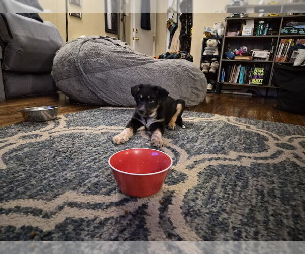 Medium Photo #3 Mutt Puppy For Sale in Springdale, PA, USA