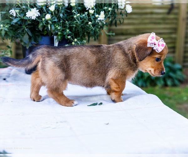 Medium Photo #8 Dorgi Puppy For Sale in WAKARUSA, IN, USA