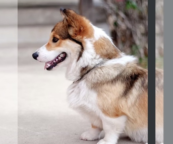 Medium Photo #1 Pembroke Welsh Corgi Puppy For Sale in WEATHERFORD, TX, USA