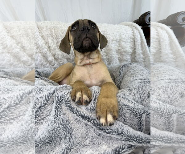 Medium Photo #5 Mutt Puppy For Sale in Goodyear, AZ, USA