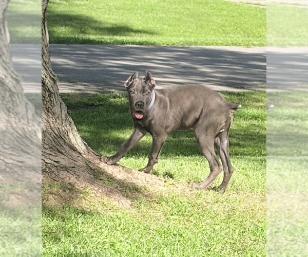 Medium Photo #20 Cane Corso Puppy For Sale in ANDERSON, IN, USA