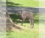 Small #19 Cane Corso