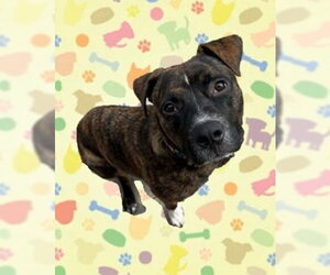 Mutt Dogs for adoption in Springdale, PA, USA