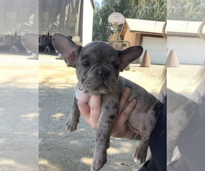 French Bulldog Puppy for Sale in STRATHMORE, California USA