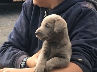 Labrador Retriever Puppy for sale in EVERGREEN, CO, USA
