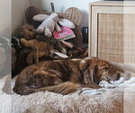 Small Photo #4 Mutt Puppy For Sale in Rockaway, NJ, USA
