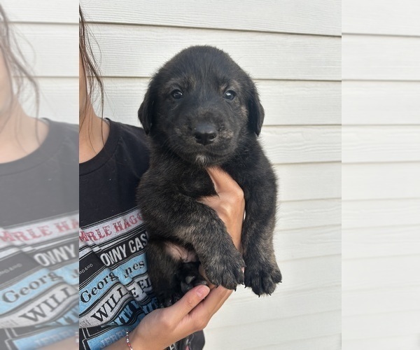 Medium Photo #9 Labrenees Puppy For Sale in BELTON, TX, USA