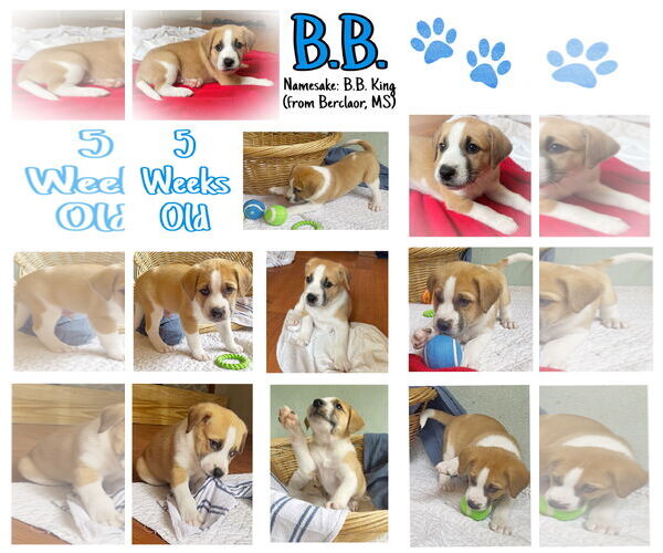 Medium Photo #4 Mutt Puppy For Sale in Westwood, NJ, USA