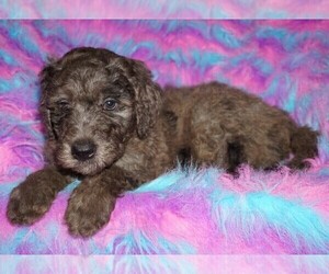 Labradoodle Puppy for sale in LA HABRA, CA, USA