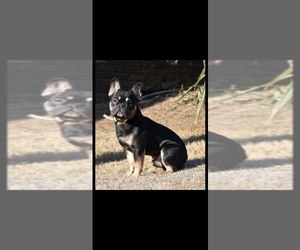 Father of the French Bulldog puppies born on 06/17/2025
