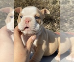 Small Photo #4 English Bulldog Puppy For Sale in DIABLO GRANDE, CA, USA