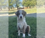 Puppy Puppy 1 Australian Shepherd