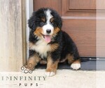 Small #1 Bernedoodle