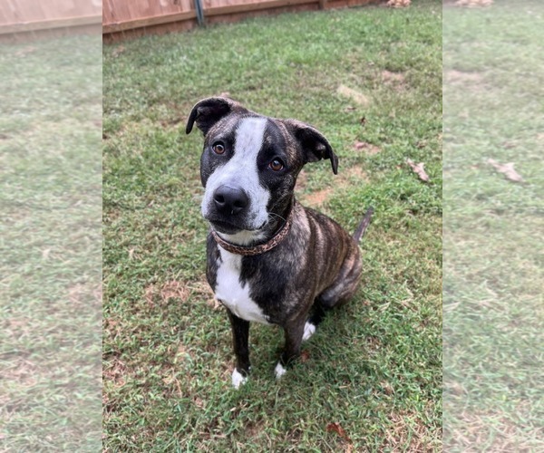 Medium Photo #3 American Staffordshire Terrier-German Shepherd Dog Mix Puppy For Sale in McDonough, GA, USA