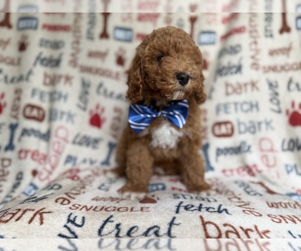 Medium Photo #8 Cockapoo (Miniature) Puppy For Sale in LAKELAND, FL, USA