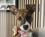 Joey- brindle princess - Female American Pit Bull Terrier-Plott Hound Mix Dog for Adoption - Small photo