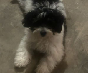 Lhasa Apso Puppy for sale in MORENO VALLEY, CA, USA