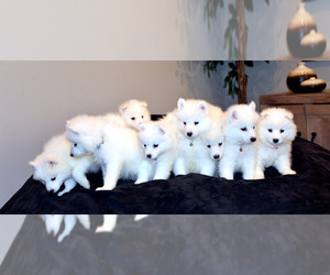 Samoyed Puppy for sale in WEST JORDAN, UT, USA